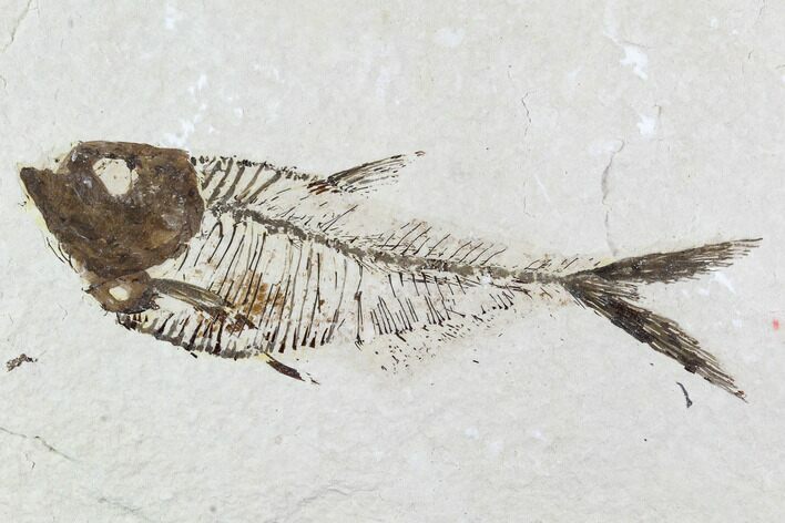 Fossil Fish (Diplomystus) - Wyoming #111268